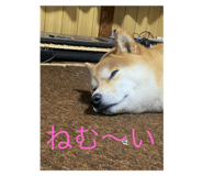 808487218