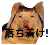 808541097