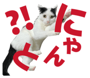 808558975