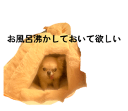 808696239