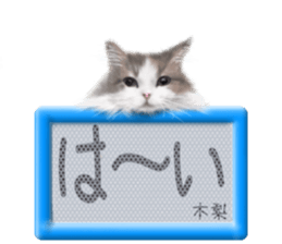 808703184