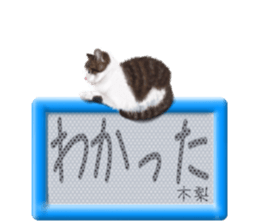 808703195