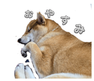 808800355