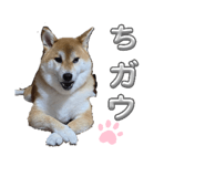 808800356