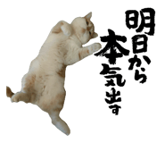 808813729
