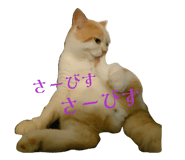 808813732