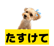 808816618
