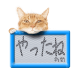 808838162