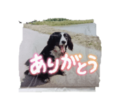 808853362