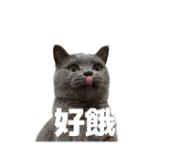 808941519