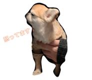 809060075
