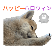 809167931