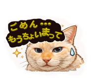 809311537