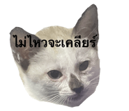 809394009
