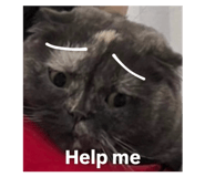 809551861