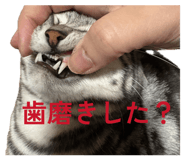 809711620