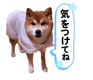 809718899