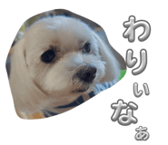 809741136