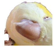 809787988
