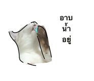 809849918