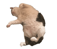 809915005