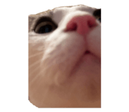 809915007