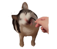 809915025