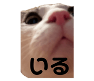 809918590