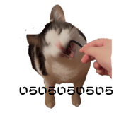 809918609
