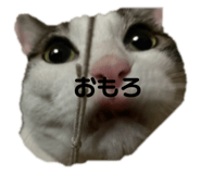 809918613