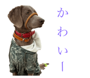 809972116