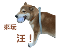 810020544