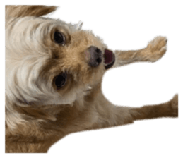 810034229