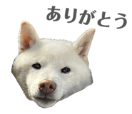 810046684
