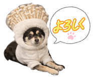 810070207