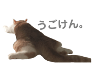 810073337