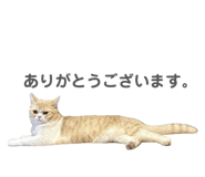 810073341