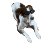 810119590