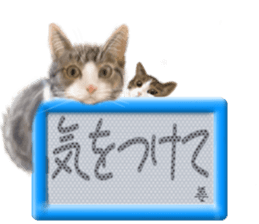 810271981