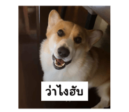 810306550