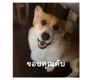 810306580