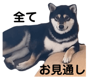810307733