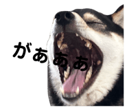 810307737