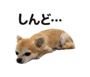 810506493