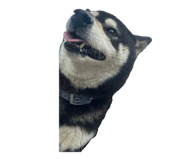 810611049