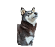 810611063