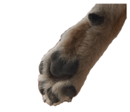 810611067