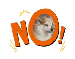 810726004