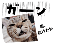 810970206