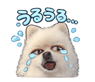 811077981